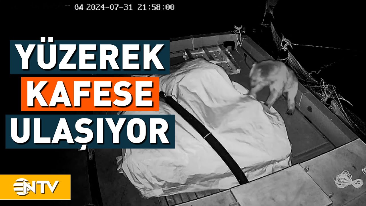 Bozayının İlginç Balık Avı Kameralara Yansıdı | NTV