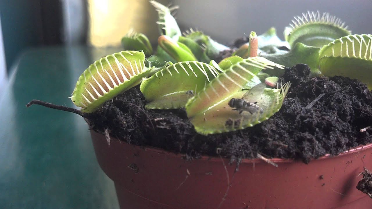 Muchoł&oacute;wka zjada muchę!!! muscipula dionaea - Venus Flytrap eats fly!!! Full HD 1080p