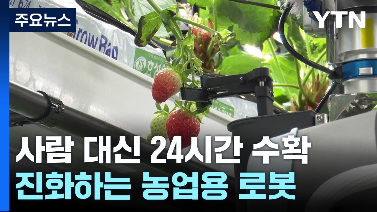 [녹색] 사람 대신 24시간 딸기 수확...진화하는 농업용 로봇 / YTN