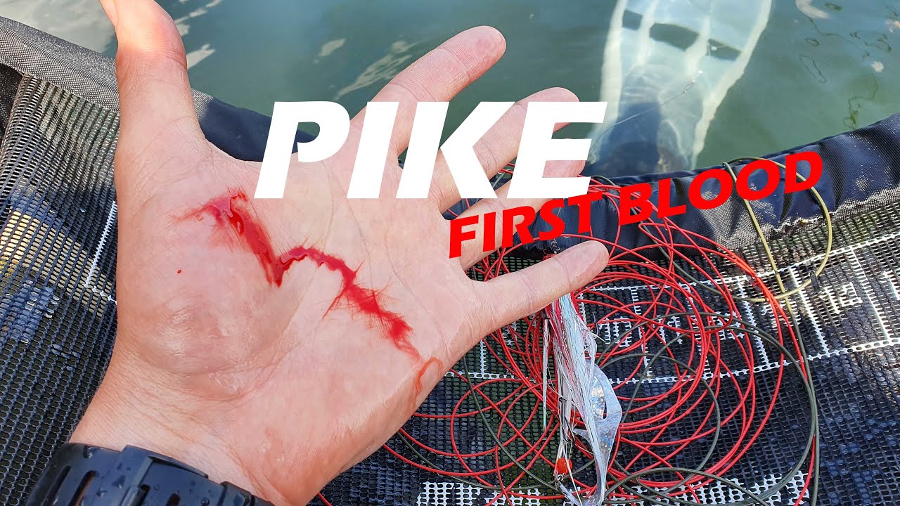 Czerwcowe szczupaki na muchę / Pike: first blood | bellyboat| flyfishing for pike