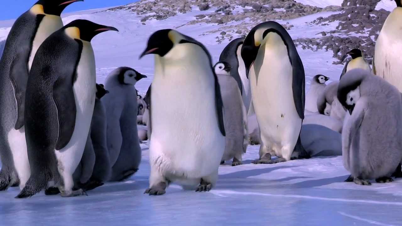 Penguin Fail - Best Bloopers from Penguins Spy in the Huddle (Waddle all the Way)