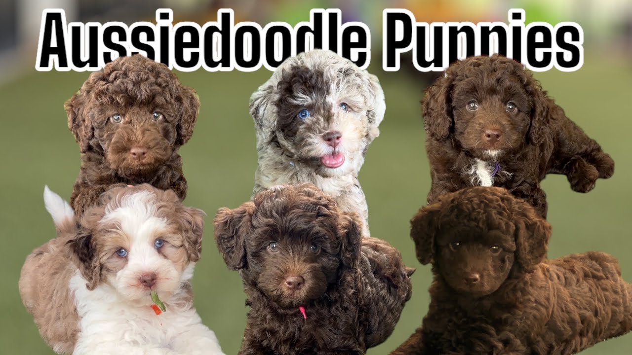 Aussiedoodle Puppies Playing Outside | Vaccines | Embark DNA Swab | MillieXLeo