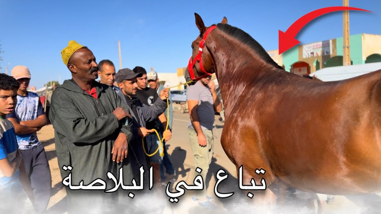 من سوق لكفاف بادريس شراء 2 جدوعة ملاح 😍