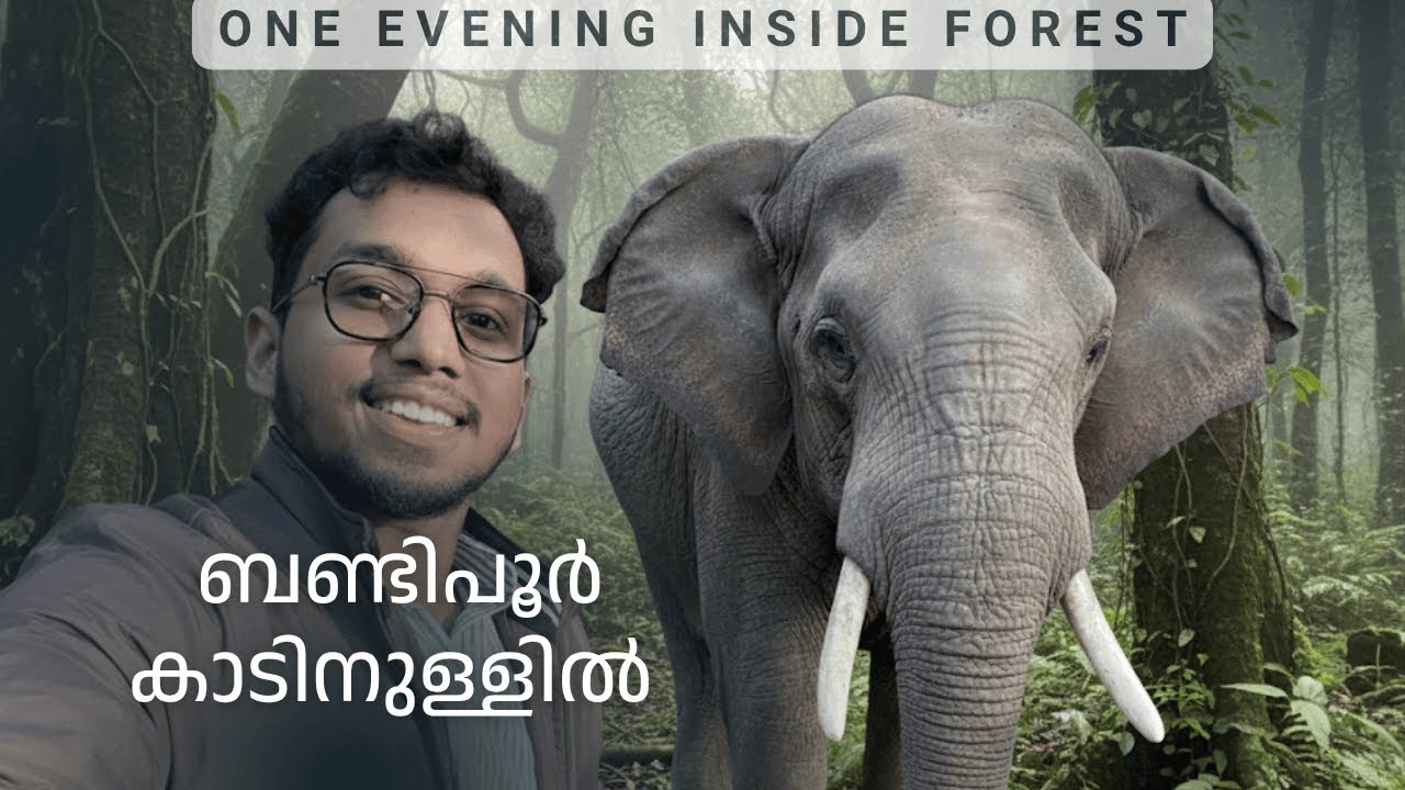 ആന മുന്നിൽ! 🐘 Bandipur Tiger Reserve യിൽ Spine-Chilling Safari 😳