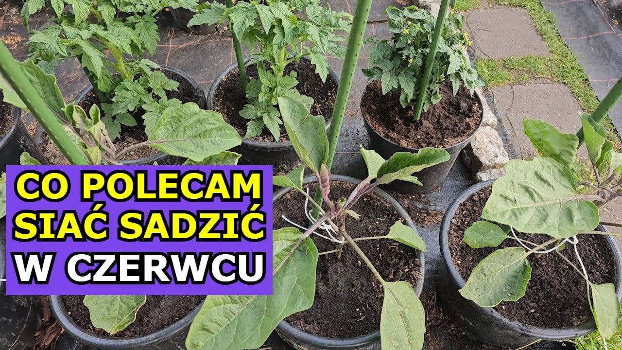 Co polecam siać sadzić w Czerwcu. Kalendarz Ogrodnika Warzywnika 2023 Czerwiec - kt&oacute;re Warzywa siać.