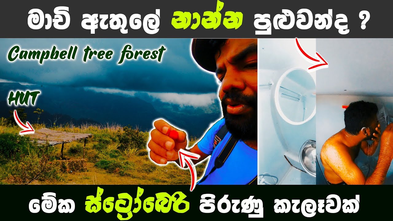 ස්ට්‍රෝබෙරි පිරුණු කැලෑ ලංකාවේ තියෙන්න පුළුවන්ද..? එහෙම කැලෑවක් තමා Campbell Tree forest | Magadige