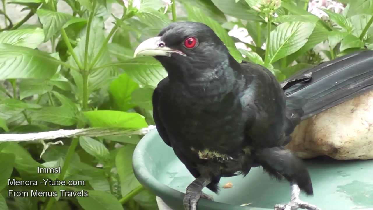 Asian Koel - Amazing Pair Of Asian Koel With Calls