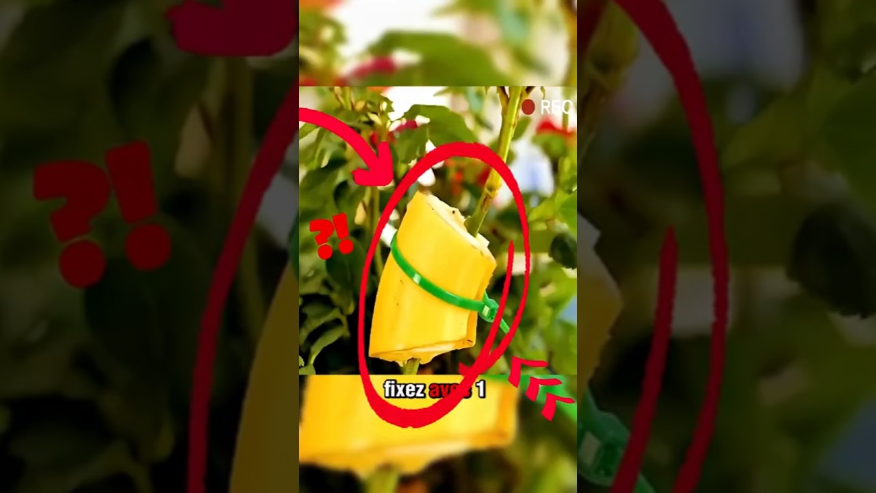 5 astuces incroyables pour faire pousser vos propres l&eacute;gumes et fleurs &agrave; la maison !