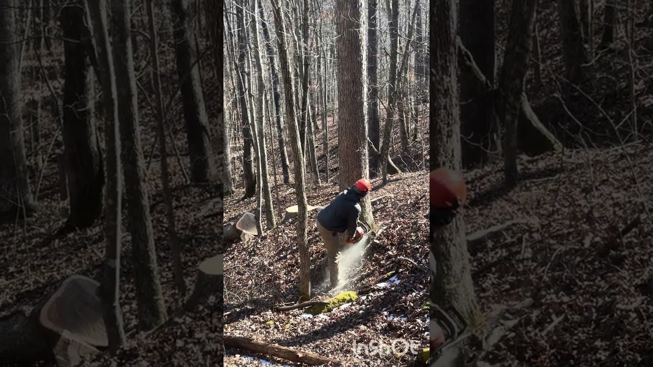 Logging in West Virginia ￼