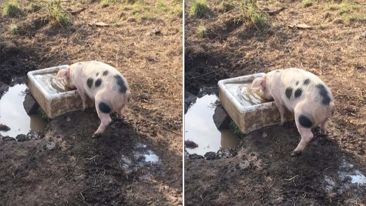 Pig Can't Stop Peeing