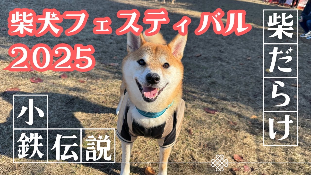 【柴フェス】柴犬好きな人は絶対見てください。