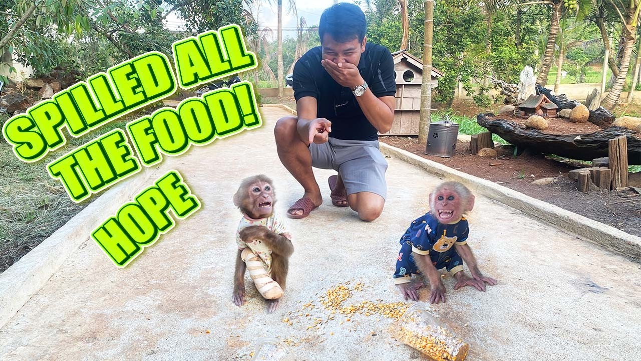 Jobi And Hope Bring Food To The Ducks But Spill Everything – Funny Moment