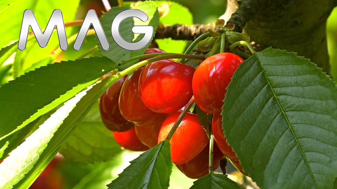 Voćnjak pun trešanja u Krtinskoj