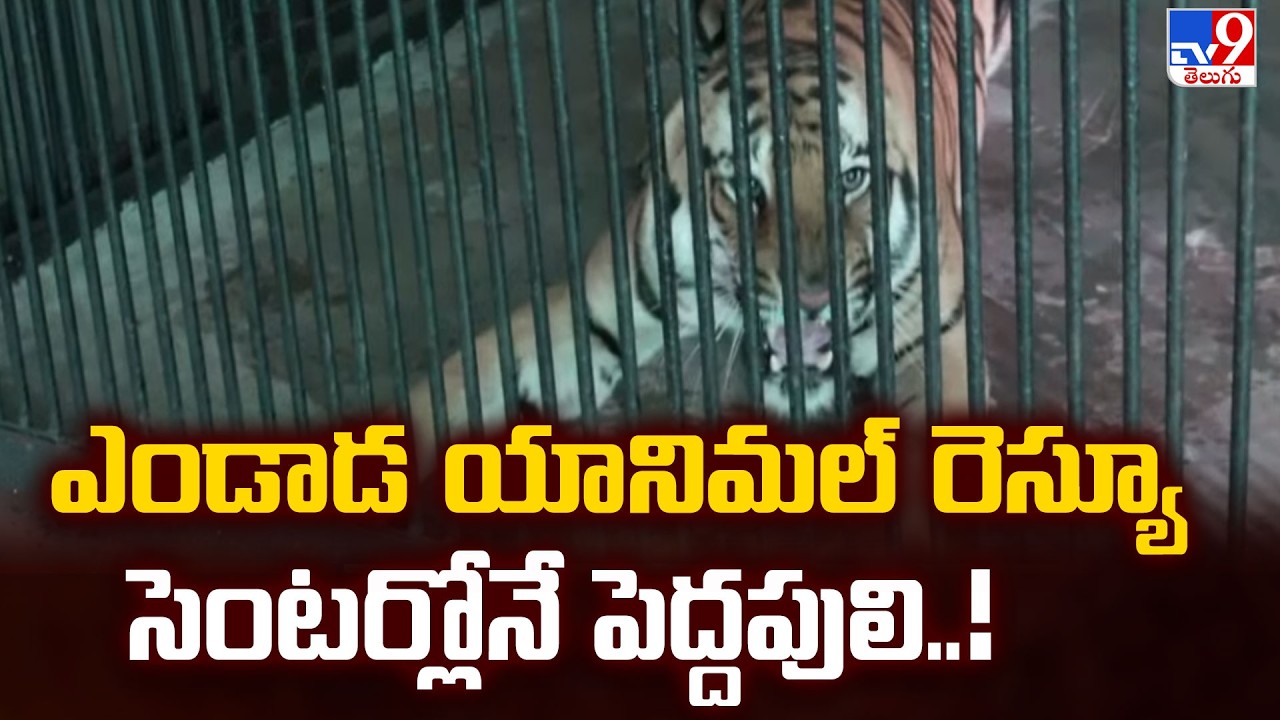 Tiger in Vizag Endada Animal Rescue Centre! : ఎండాడ యానిమల్ రెస్యూ సెంటర్లోనే పెద్దపులి..! - TV9