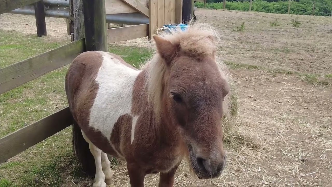 A visit to the Dorset Heavy Horse Farm Centre