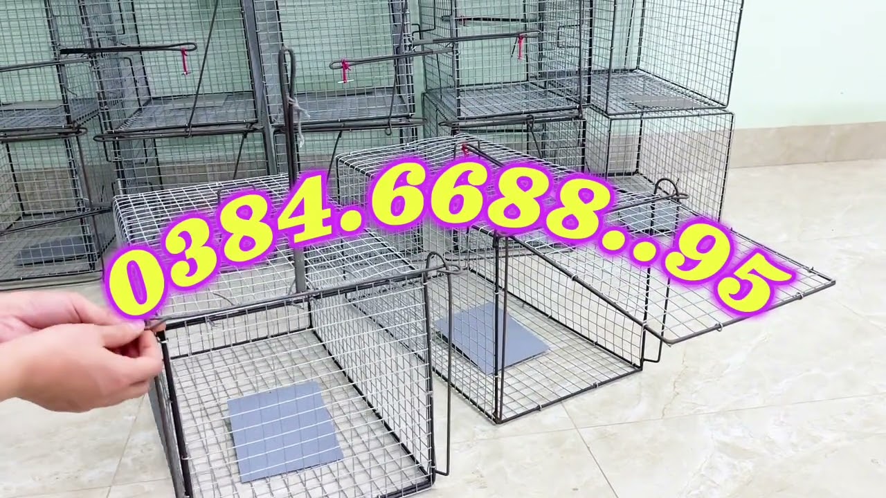 👍👍BẪY MÈO SIÊU DỄ VỚI LỒNG BẪY THÔNG MINH ☎️☎️0384.6688..95