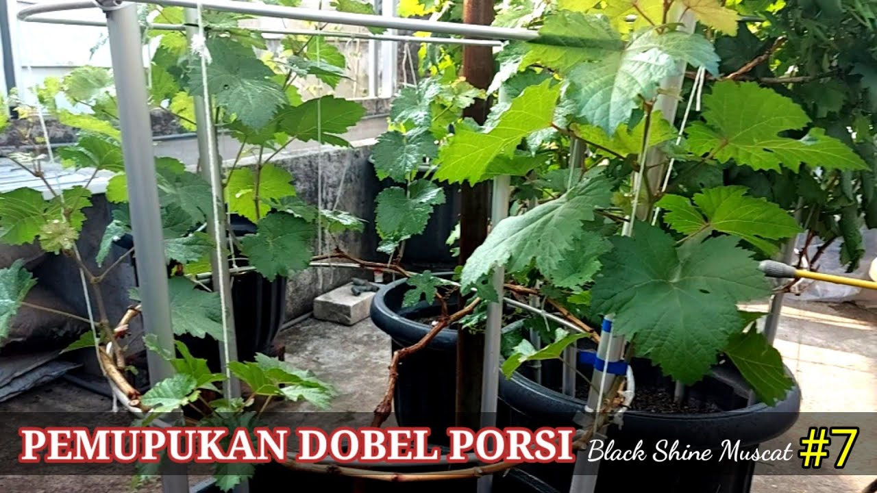 PEMUPUKAN DOBEL PORSI Black Shine Muscat #7 |CARA TANAM ANGGUR DALAM POT