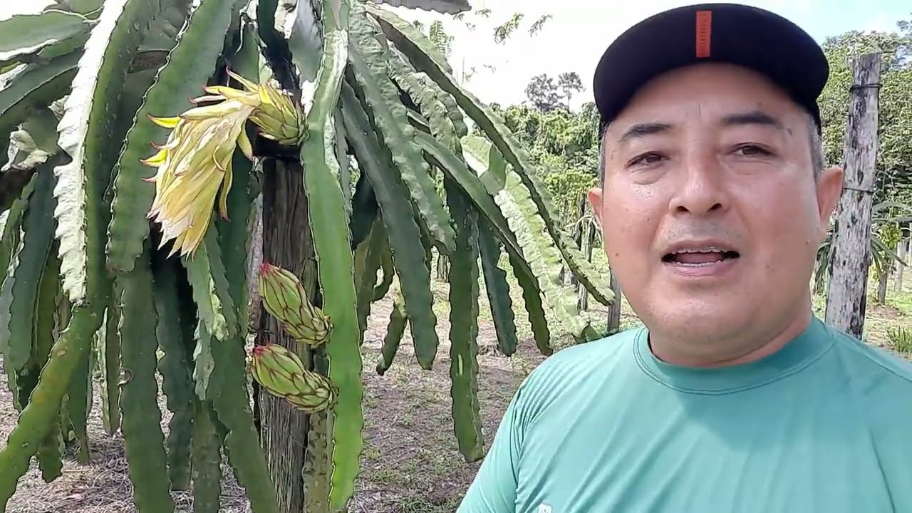 BOTÃO DE PITAYA AMARELA E CAI - O QUE FAZER?