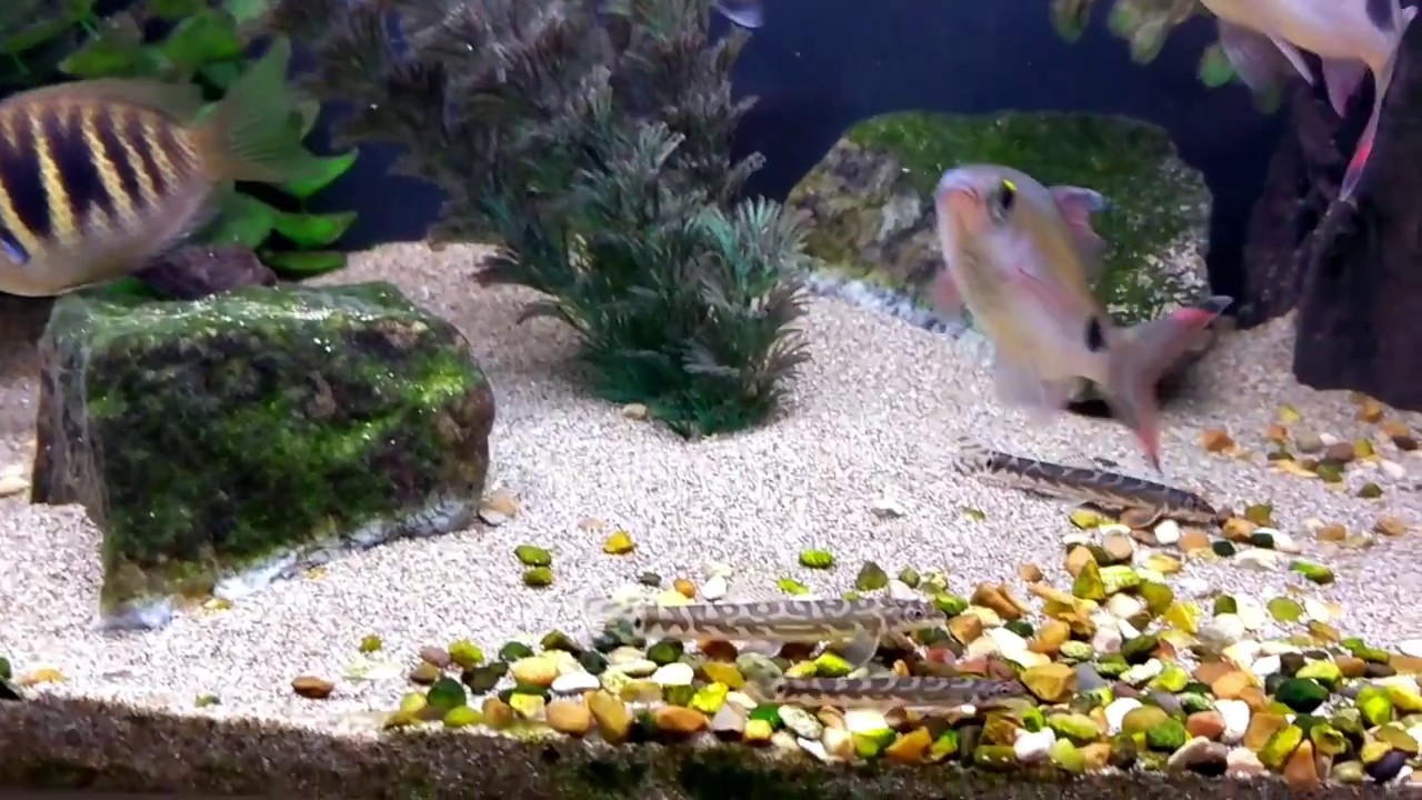 Zodiac loaches (Mesonoemacheilus triangularis) in my Indian tank