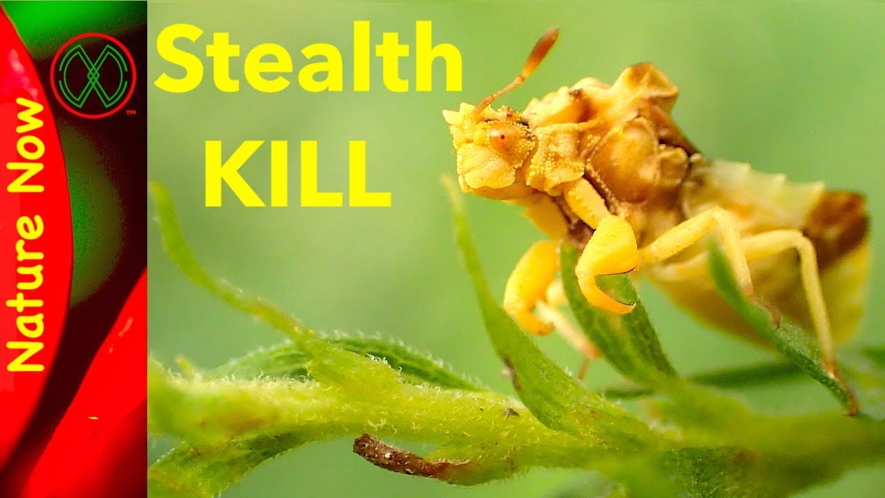 Stealth Assassin - Jagged Ambush Bug