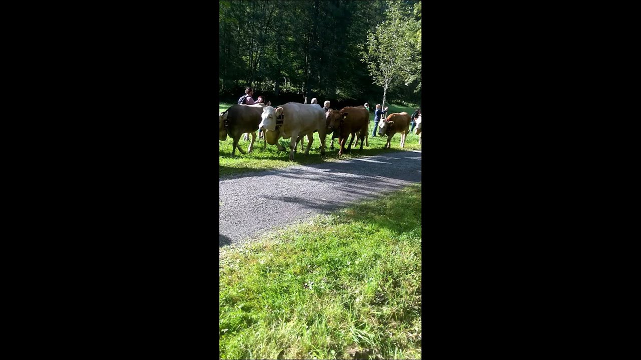 Viehscheid Oberstdorf 2015