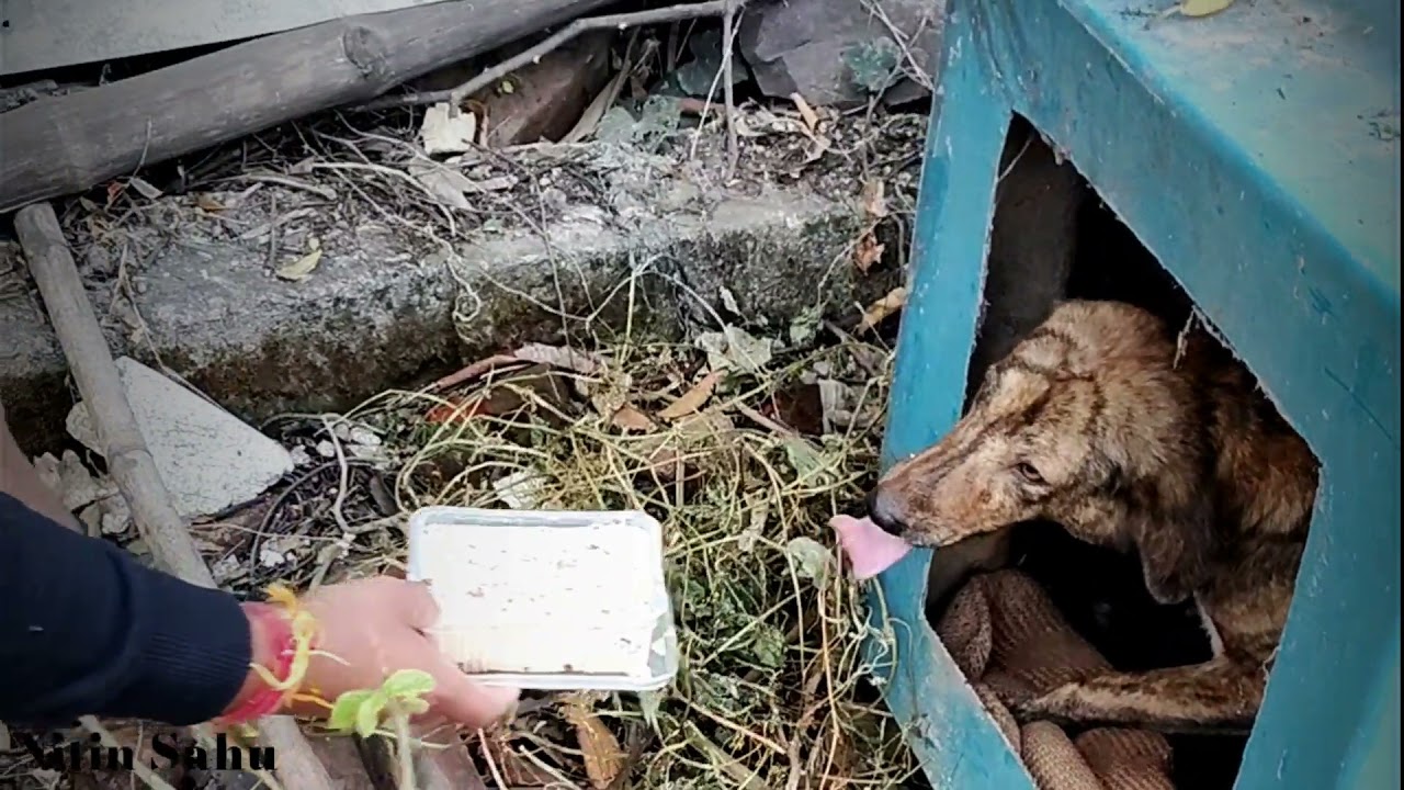 Day 2 feeding poor mother dog and 4 puppies living in deep soil, family puppies, Poor dogs puppies,