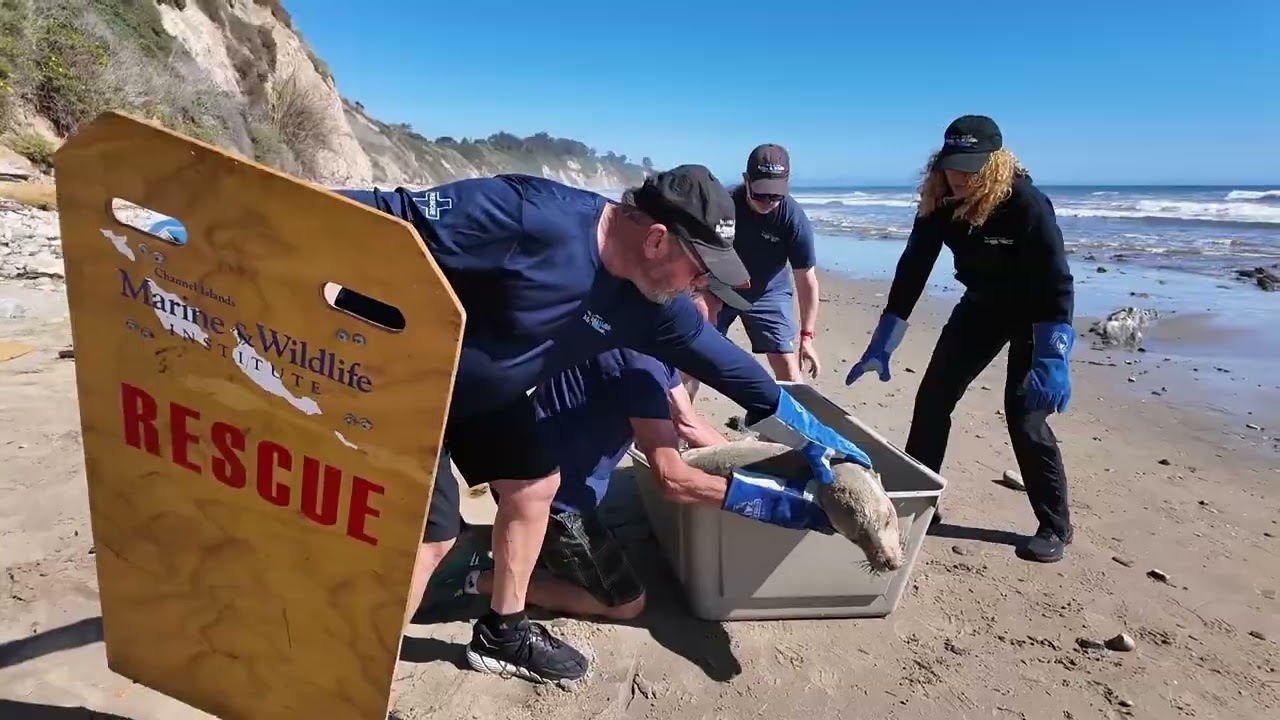 Toxic Tides: Fire Retardant Suspected in Coastal Crisis