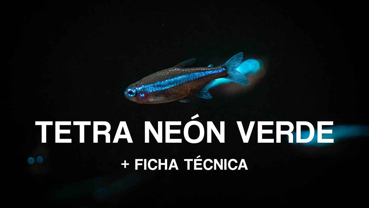 Tetra Neón Verde + Ficha Técnica