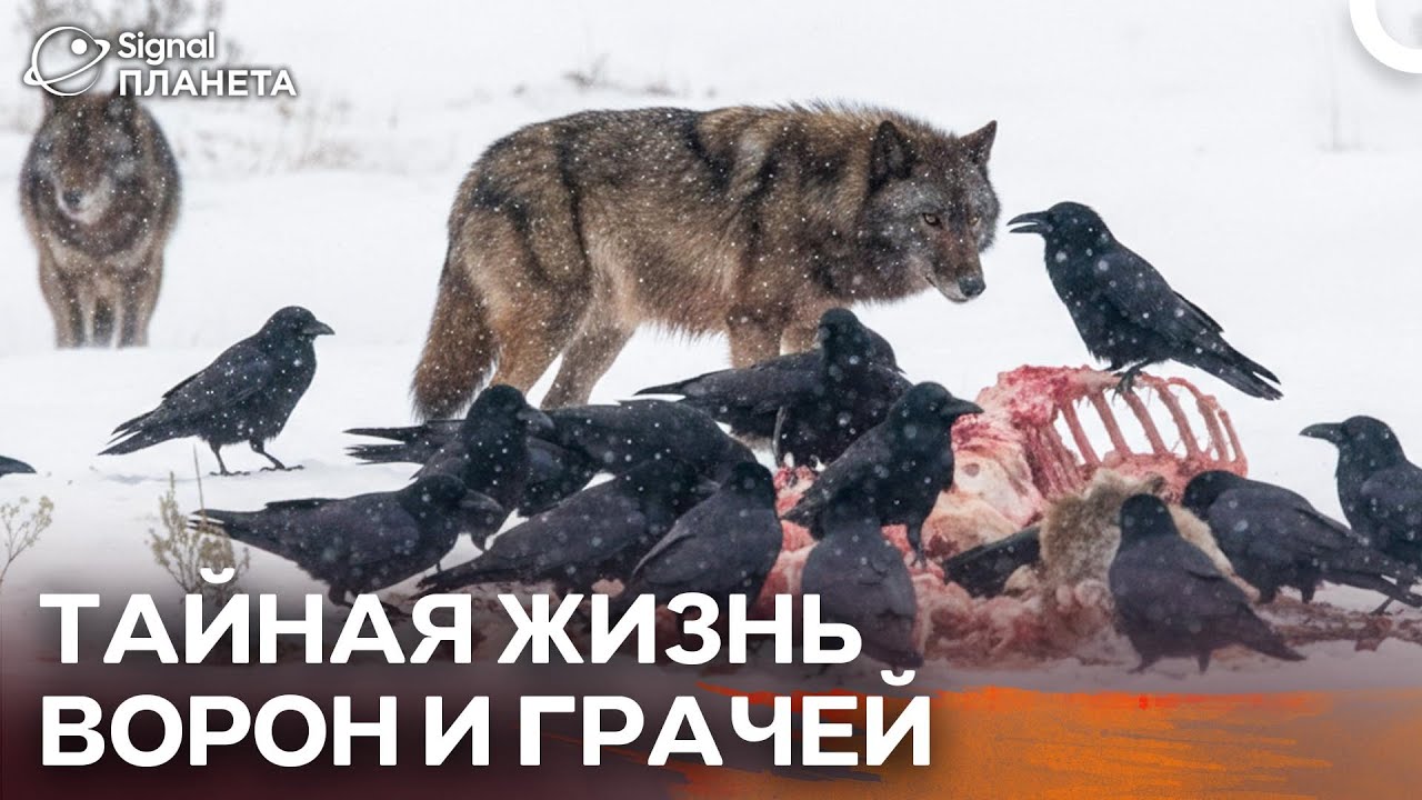 Секреты крыльев: как ворон наблюдают за миром вокруг