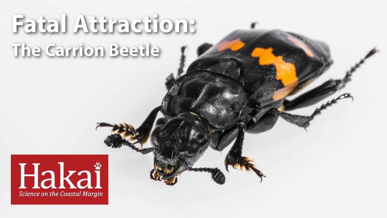Fatal Attraction: The Carrion Beetle