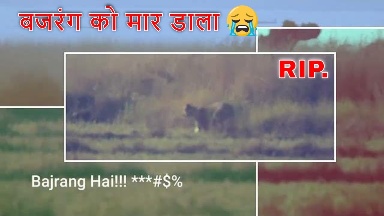 chota matka vs bajrang | BAJRANG Tiger Death | BAJRANG RIP | Tadoba National Park Part 1
