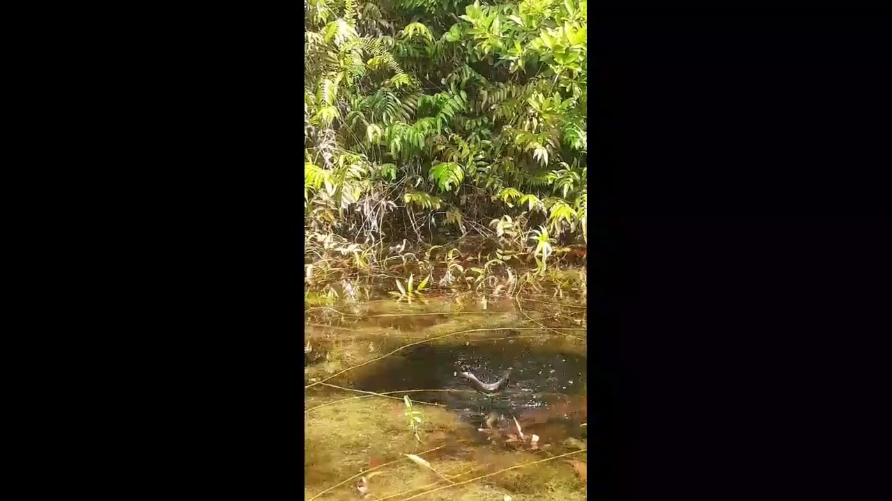KESERUANN MANCING IKAN KAKAPAR