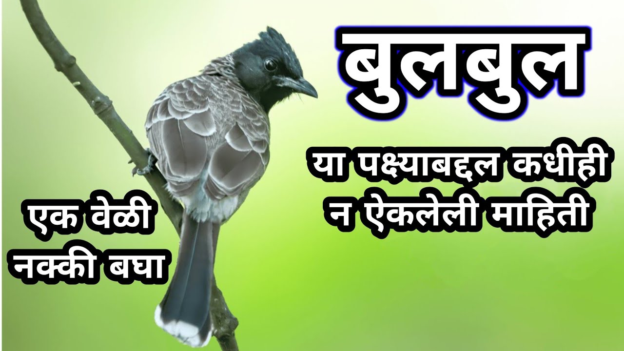 bulbul pakshi chi mahiti | bulbul pakshi | बुलबुल पक्ष्याबद्दल माहिती | bulbul | bulbul bird