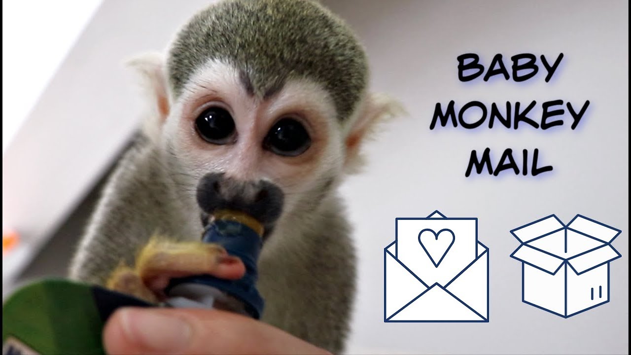Baby Monkey Opens Mail with Daddy #babysquirrelmonkey #babymonkey