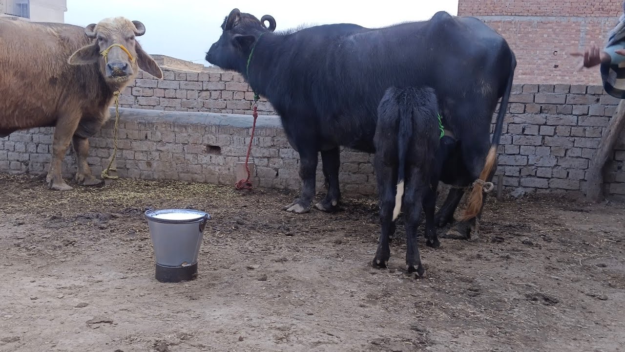 Top class beautiful pure neeli Ravi buffalo far Sal in punjab Pakistan on YouTube,,,24,1,2026