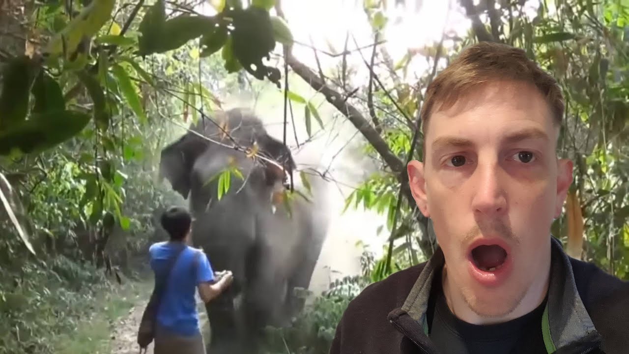Wildlife Conservationist Reacts To Man Halts Charging Elephant in Thailand