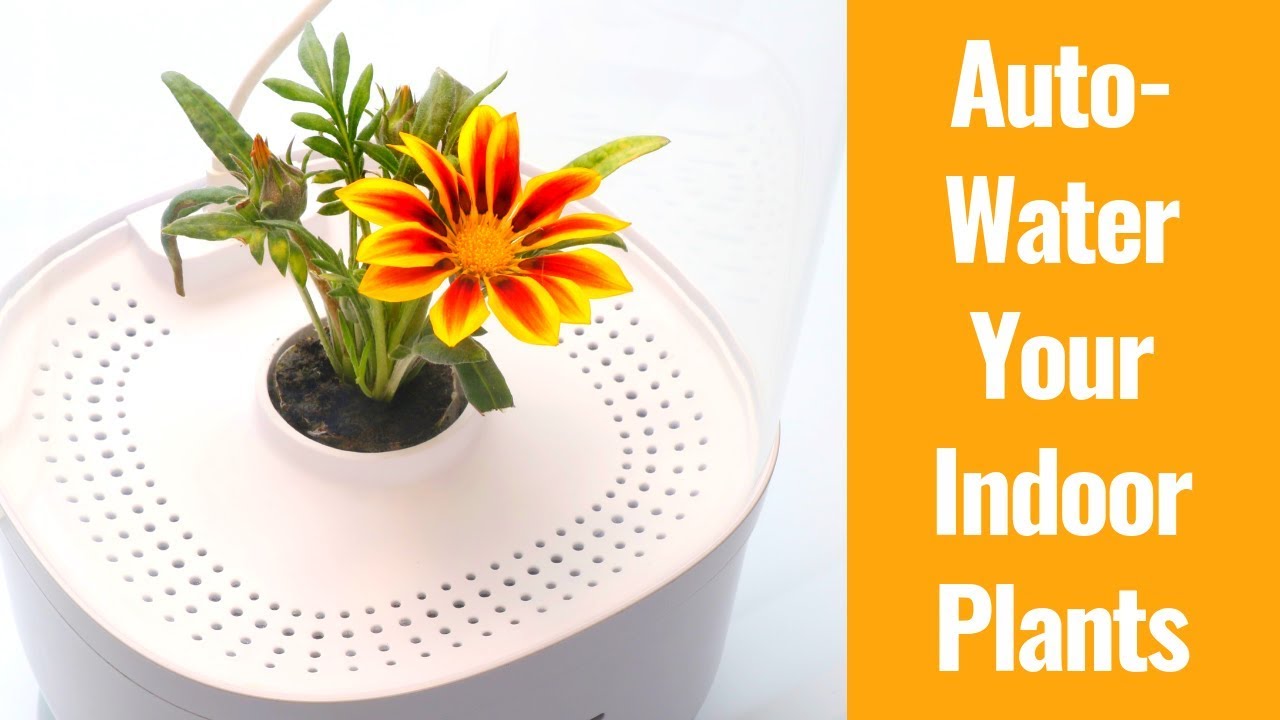 Automated Plant Watering System and Growing Timelapse Video with Bloomengine