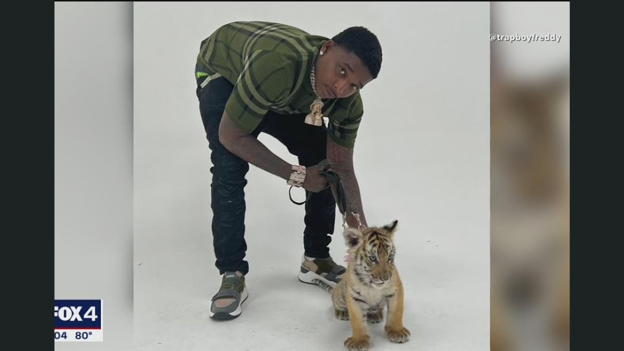 Trapboy Freddy arrested on felony gun charge & tiger possession