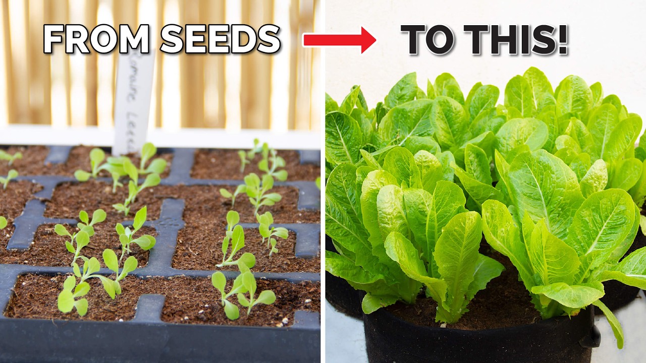 How to Grow Romaine Lettuce in Containers – Harvest Again and Again
