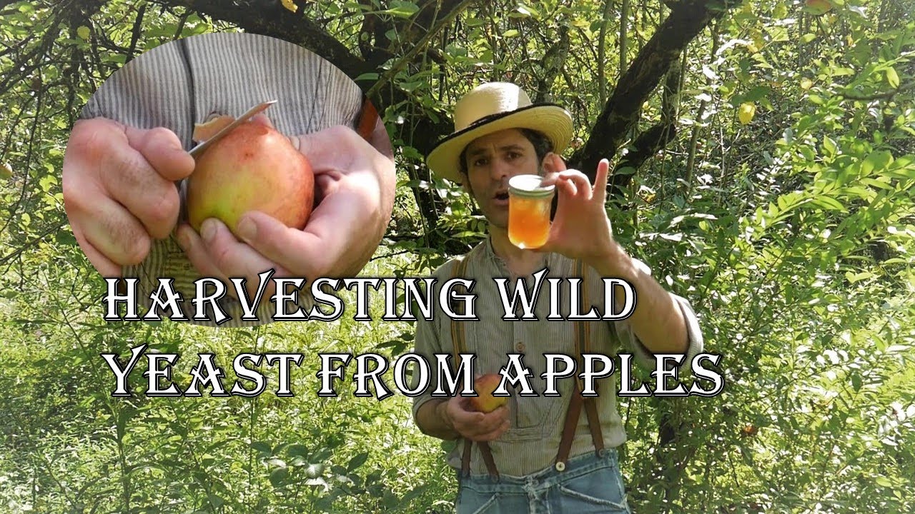 Harvesting Yeast From Apples