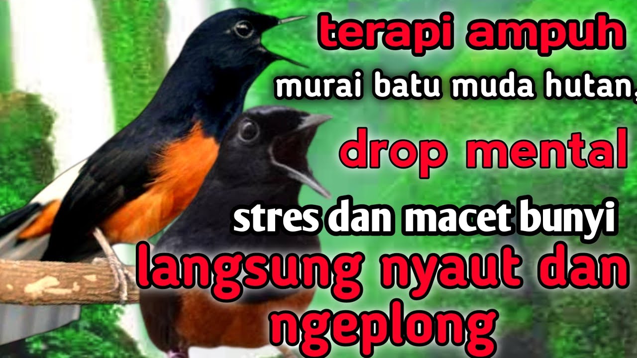 terapi murai muda hutan agar cepat bunyi dan gacor || terapi murai batu stres dan macet bunyi
