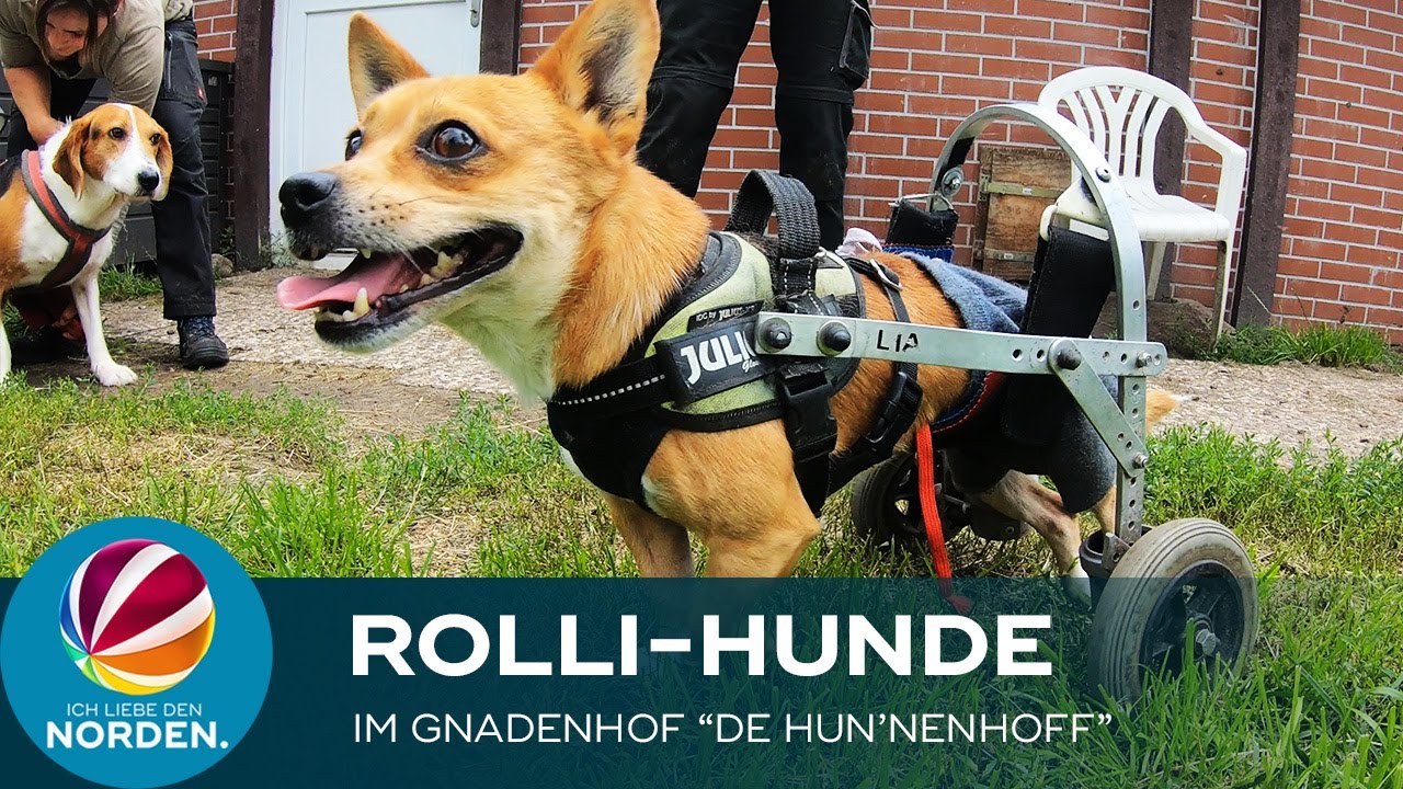Rolli-Hunde: Besuch auf dem Gnadenhof „De Hun'nenhoff“