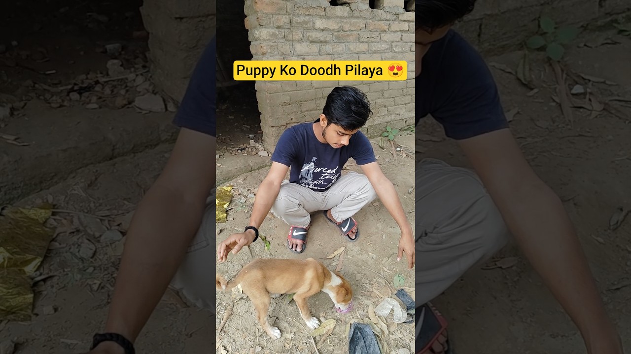 Aaj Puppy Ko Doodh Pilaya 😍 #minivlog #shorts #viral #puppy #doodh #youtubeshorts #trending
