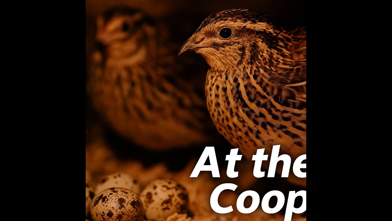 Quail Coop Cam 🐦  