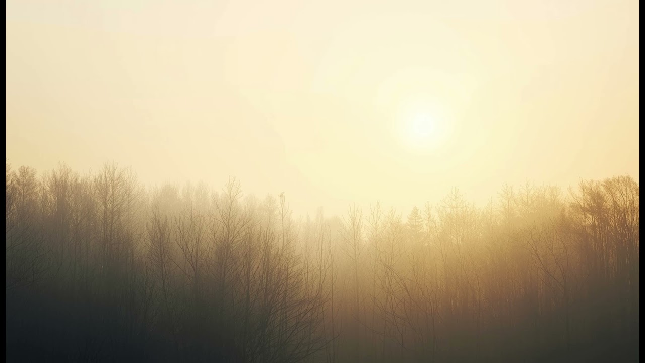 The Path in the Woods | Soft Felt Piano | Sylvan Soundscape