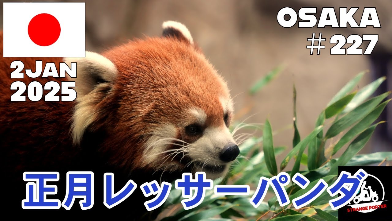 #227  正月から童心に戻って天王寺動物園でレッサーパンダを拝みに行く動画【2024 Nara Osaka】2 Jan 2025