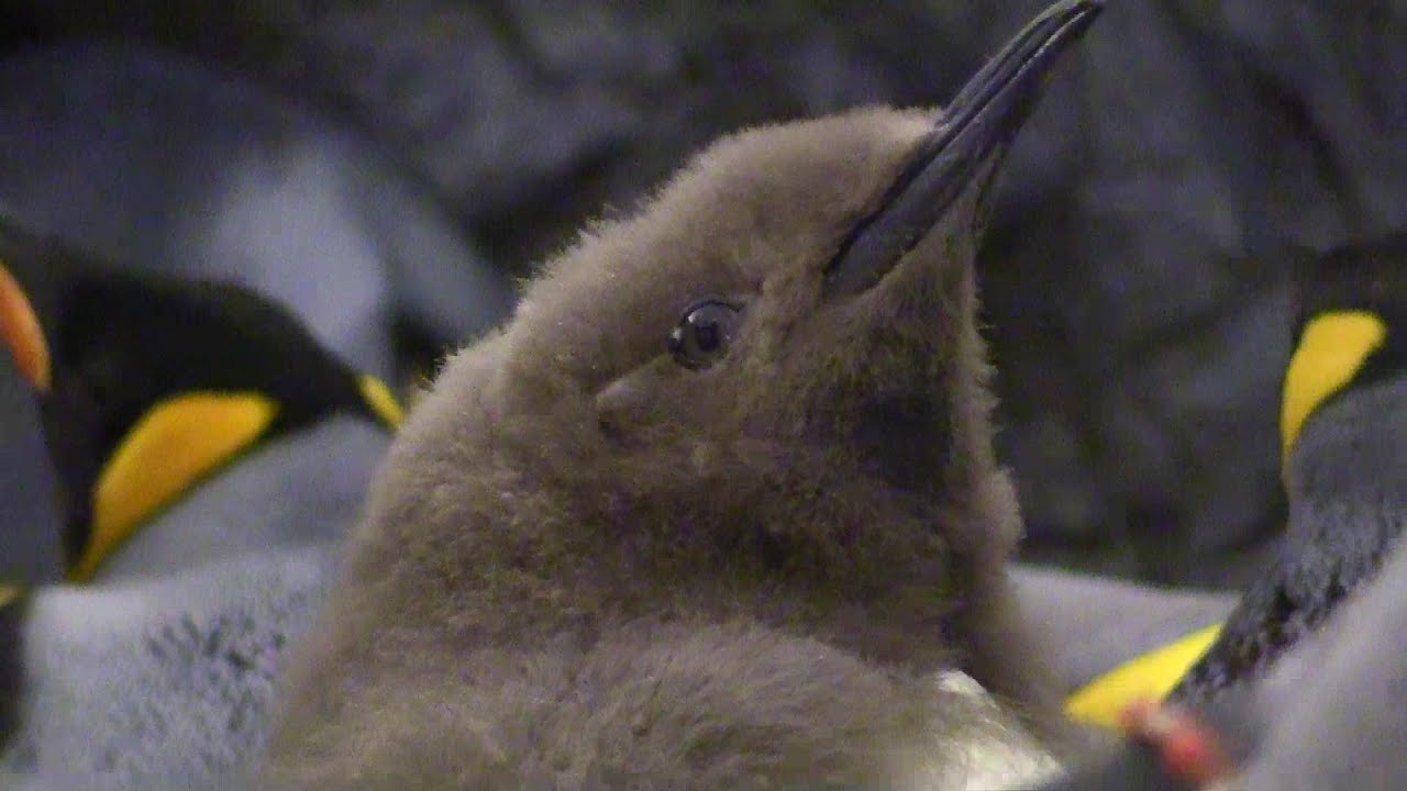 King penguin chicks growing up at Saint Louis Zoo