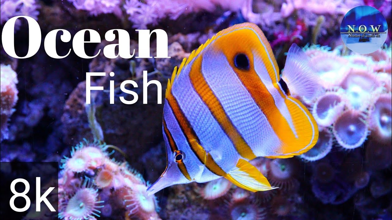 sea ​​fish in 8k - Nature of world 8k