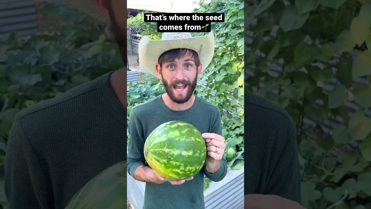 Как делают арбуз без косточек?🍉