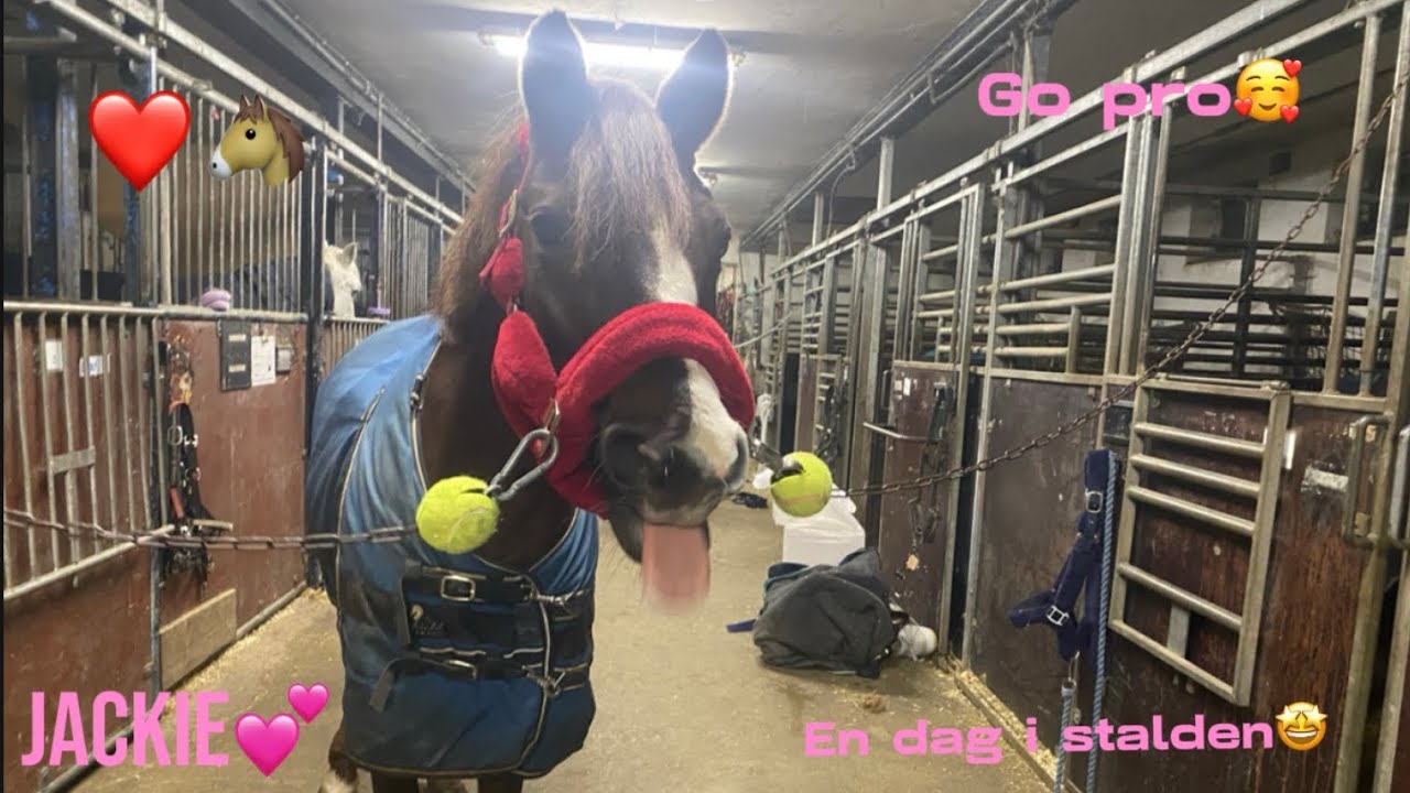 En dag i stalden med mig og Jackie❤️🐴